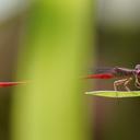 Image of Telebasis digiticollis imported from iNaturalist.