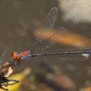 Image of Neoneura aaroni imported from iNaturalist.