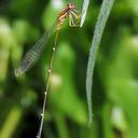 Image of Protoneura cara imported from iNaturalist.