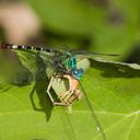 Image of Erpetogomphus eutainia imported from iNaturalist.