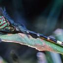 Image of Erpetogomphus ophibolus imported from iNaturalist.