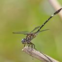 Image of Progomphus clendoni imported from iNaturalist.