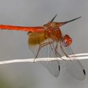 Image of Dythemis maya imported from iNaturalist.