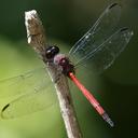 Image of Orthemis levis imported from iNaturalist.