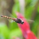 Image of Tauriphila azteca imported from iNaturalist.