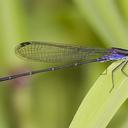 Image of Argia frequentula imported from iNaturalist.