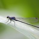 Image of Argia johannella imported from iNaturalist.