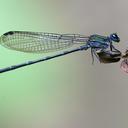 Image of Argia pocomana imported from iNaturalist.