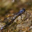 Image of Argia talamanca imported from iNaturalist.