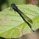 Image of Argia terira imported from iNaturalist.