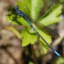 Image of Argia underwoodi imported from iNaturalist.