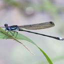 Image of Lestes henshawi imported from iNaturalist.