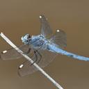 Image of Libellula comanche imported from iNaturalist.