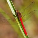 Image of Rhodopygia hinei imported from iNaturalist.