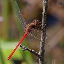 Image of Rhodopygia hollandi imported from iNaturalist.