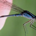 Image of Acanthagrion chararum imported from iNaturalist.