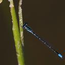 Image of Acanthagrion cuyabae imported from iNaturalist.