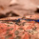 Image of Argia hasemani imported from iNaturalist.