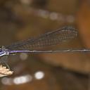 Image of Argia kokama imported from iNaturalist.