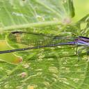 Image of Argia nigrior imported from iNaturalist.