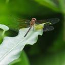 Image of Gynothemis venipunctata imported from iNaturalist.