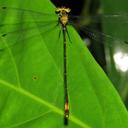 Image of Heteragrion inca imported from iNaturalist.