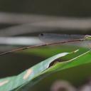 Image of Leptagrion perlongum imported from iNaturalist.