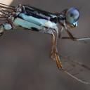 Image of Lestes dichrostigma imported from iNaturalist.