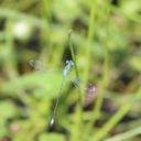 Image of Lestes paulistus imported from iNaturalist.