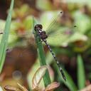 Image of Macrothemis capitata imported from iNaturalist.