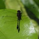 Image of Macrothemis declivata imported from iNaturalist.