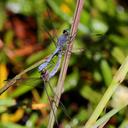 Image of Micrathyria athenais imported from iNaturalist.