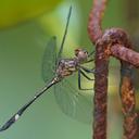 Image of Micrathyria catenata imported from iNaturalist.