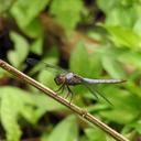 Image of Orthemis aequilibris imported from iNaturalist.