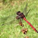 Image of Orthemis ambinigra imported from iNaturalist.