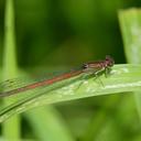 Image of Oxyagrion hempeli imported from iNaturalist.