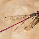 Image of Oxyagrion impunctatum imported from iNaturalist.