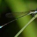 Image of Nehalennia integricollis imported from iNaturalist.