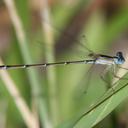 Image of Nehalennia pallidula imported from iNaturalist.