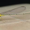 Image of Enallagma vesperum