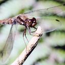 Image of Sympetrum nigrocreatum imported from iNaturalist.