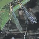 Image of Palaemnema chiriquita imported from iNaturalist.