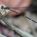 Image of Palaemnema gigantula imported from iNaturalist.