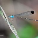 Image of Palaemnema paulitoyaca imported from iNaturalist.