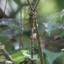 Image of Coryphaeschna viriditas imported from iNaturalist.