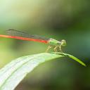 Image of Ceriagrion corallinum imported from iNaturalist.