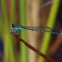 Image of Austroagrion exclamationis imported from iNaturalist.