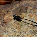 Image of Neocaledosynthemis fenella imported from iNaturalist.