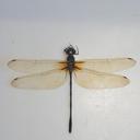 Image of Calesynthemis flexicauda imported from iNaturalist.