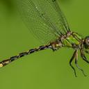 An Appalachian Snaketail held by its wings, imported from iNaturalist.